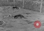 Image of Fox fur farm Alaska USA, 1929, second 18 stock footage video 65675054667