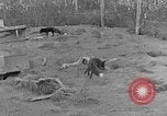 Image of Fox fur farm Alaska USA, 1929, second 19 stock footage video 65675054667