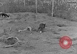 Image of Fox fur farm Alaska USA, 1929, second 20 stock footage video 65675054667