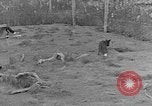 Image of Fox fur farm Alaska USA, 1929, second 21 stock footage video 65675054667