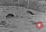 Image of Fox fur farm Alaska USA, 1929, second 22 stock footage video 65675054667