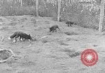 Image of Fox fur farm Alaska USA, 1929, second 23 stock footage video 65675054667