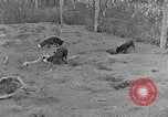 Image of Fox fur farm Alaska USA, 1929, second 24 stock footage video 65675054667