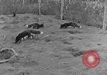 Image of Fox fur farm Alaska USA, 1929, second 25 stock footage video 65675054667