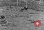Image of Fox fur farm Alaska USA, 1929, second 26 stock footage video 65675054667