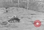 Image of Fox fur farm Alaska USA, 1929, second 27 stock footage video 65675054667