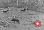 Image of Fox fur farm Alaska USA, 1929, second 28 stock footage video 65675054667