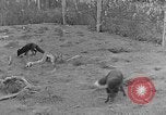 Image of Fox fur farm Alaska USA, 1929, second 29 stock footage video 65675054667