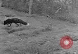 Image of Fox fur farm Alaska USA, 1929, second 30 stock footage video 65675054667