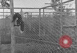 Image of Fox fur farm Alaska USA, 1929, second 31 stock footage video 65675054667