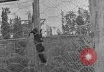 Image of Fox fur farm Alaska USA, 1929, second 36 stock footage video 65675054667