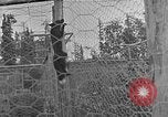 Image of Fox fur farm Alaska USA, 1929, second 37 stock footage video 65675054667
