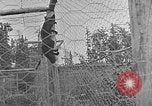 Image of Fox fur farm Alaska USA, 1929, second 38 stock footage video 65675054667