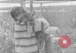 Image of Fox fur farm Alaska USA, 1929, second 39 stock footage video 65675054667