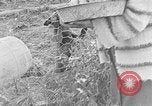 Image of Fox fur farm Alaska USA, 1929, second 43 stock footage video 65675054667