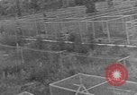 Image of Fox fur farm Alaska USA, 1929, second 51 stock footage video 65675054667