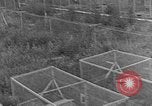 Image of Fox fur farm Alaska USA, 1929, second 52 stock footage video 65675054667