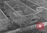 Image of Fox fur farm Alaska USA, 1929, second 59 stock footage video 65675054667