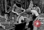 Image of reforestation program Washington DC USA, 1936, second 9 stock footage video 65675054706
