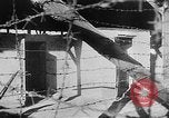 Standbild Ohrdruf Konzentrationslager Deutschland, 1945, aus Sekunde 38 historischem Filmmaterial Videoclip 65675054788