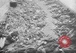 Image of nazi atrocity victims World War 2 Germany, 1945, second 27 stock footage video 65675054789