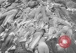 Image of nazi atrocity victims World War 2 Germany, 1945, second 46 stock footage video 65675054789