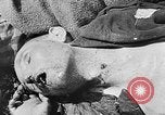 Image of nazi atrocity victims World War 2 Germany, 1945, second 52 stock footage video 65675054789