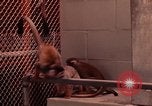 Image of squirrel monkeys United States USA, 1968, second 5 stock footage video 65675054802
