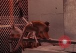 Image of squirrel monkeys United States USA, 1968, second 6 stock footage video 65675054802