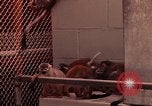 Image of squirrel monkeys United States USA, 1968, second 8 stock footage video 65675054802