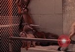 Image of squirrel monkeys United States USA, 1968, second 9 stock footage video 65675054802