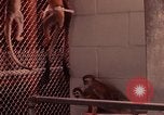 Image of squirrel monkeys United States USA, 1968, second 10 stock footage video 65675054802