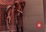 Image of squirrel monkeys United States USA, 1968, second 11 stock footage video 65675054802