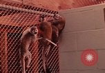 Image of squirrel monkeys United States USA, 1968, second 12 stock footage video 65675054802