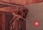 Image of squirrel monkeys United States USA, 1968, second 13 stock footage video 65675054802