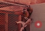 Image of squirrel monkeys United States USA, 1968, second 14 stock footage video 65675054802