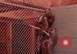 Image of squirrel monkeys United States USA, 1968, second 15 stock footage video 65675054802