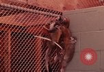Image of squirrel monkeys United States USA, 1968, second 16 stock footage video 65675054802