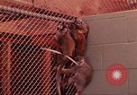 Image of squirrel monkeys United States USA, 1968, second 17 stock footage video 65675054802