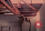 Image of squirrel monkeys United States USA, 1968, second 22 stock footage video 65675054802