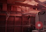 Image of squirrel monkeys United States USA, 1968, second 27 stock footage video 65675054802