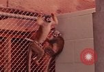 Image of squirrel monkeys United States USA, 1968, second 33 stock footage video 65675054802