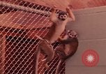 Image of squirrel monkeys United States USA, 1968, second 34 stock footage video 65675054802