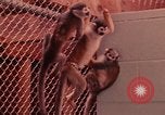 Image of squirrel monkeys United States USA, 1968, second 35 stock footage video 65675054802