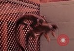 Image of squirrel monkeys United States USA, 1968, second 36 stock footage video 65675054802