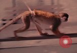 Image of squirrel monkeys United States USA, 1968, second 37 stock footage video 65675054802