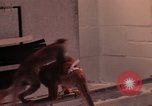 Image of squirrel monkeys United States USA, 1968, second 39 stock footage video 65675054802