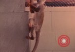 Image of squirrel monkeys United States USA, 1968, second 42 stock footage video 65675054802
