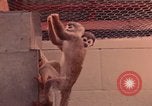 Image of squirrel monkeys United States USA, 1968, second 43 stock footage video 65675054802