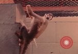 Image of squirrel monkeys United States USA, 1968, second 44 stock footage video 65675054802